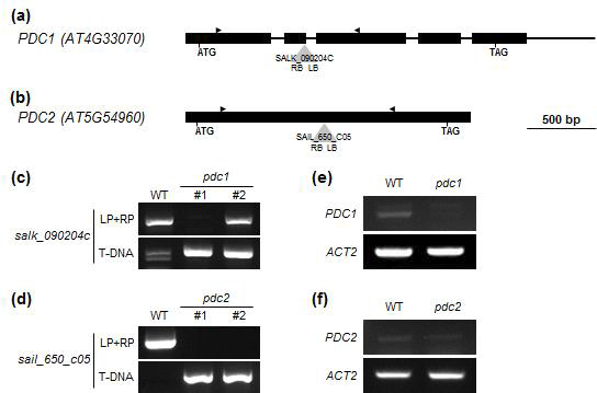 애기장대 PDC1과 PDC2 유전자의 돌연변이체 선별. (a-b) PDC1(a)과 PDC2 유전자(b)의 모 식도 및 돌연변이체의 T-DNA 삽입 위치와 프라이머 위치. (c-d) pdc1(c)과 pdc2 돌연변이체(d)의 genotype 분석 결과. (e-f) pdc1(e)과 pdc2 돌연변이체(f)의 전사체 발현 결과.