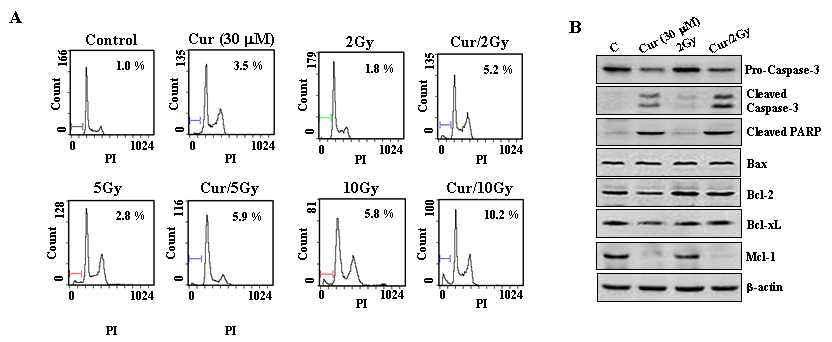 커큐민/방사선 병합 처리 후 FACS 분석 및 western blot assay