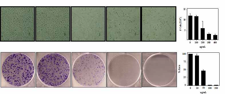 Colony Forming Assay