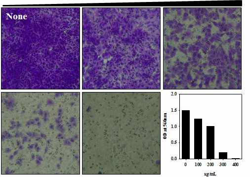 Cell Migration Assay