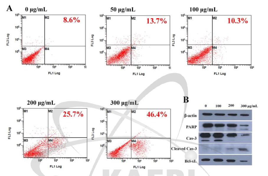 Moringa 추출물의 apoptosis 유발효과