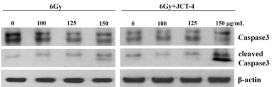 Western blot analysis