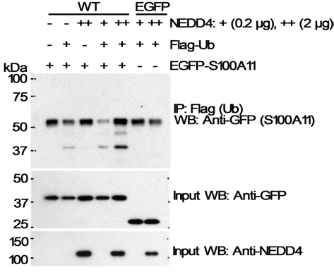 NEDD4 의존적 S100A11 유비퀴틴화(HEK 293 cells)
