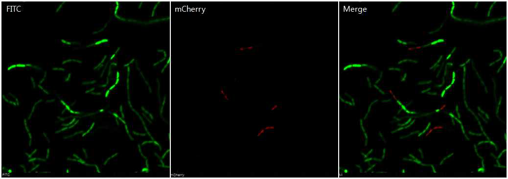 표준 균주 (live cell) 염색 후, 공초점현미경 관찰 결과