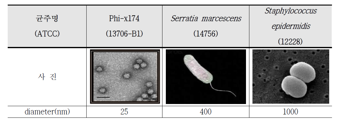 실험에 사용한 대표 표준균주 및 크기