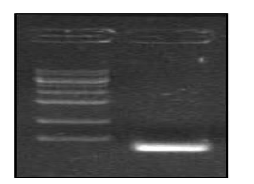 16S rRNA 유전자 정량을 위해 제작된 프라이머를 이용한 PCR 생성물 결과