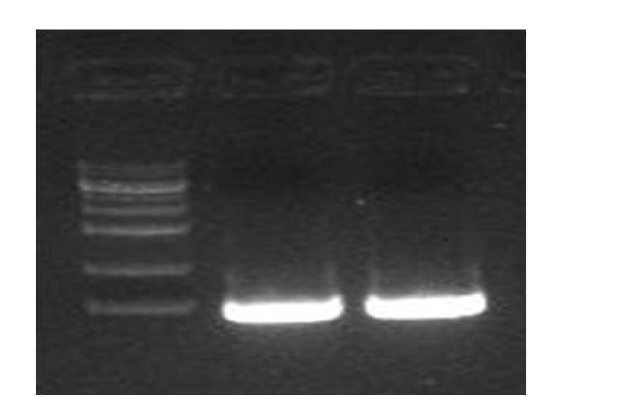 NGS 분석을 위해 제작된 프라이머를 사용한 PCR 결과