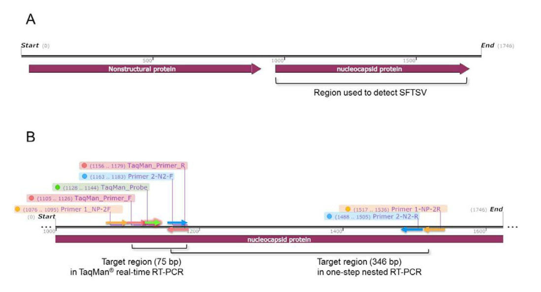SFTS 바이러스 유전자 검출을 위한 S segment에서 특이적인 primer와 probe 위치.