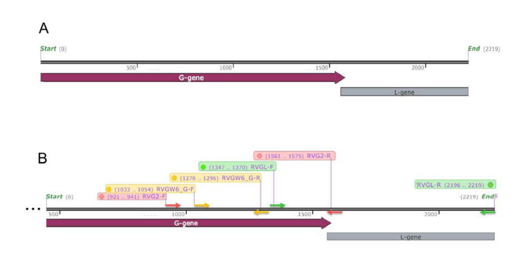 One-step RT-PCR에 의한 rabies 바이러스 검출을 위해 사용된 G-gene 및 L-gene에 특이적인 primer의 위치