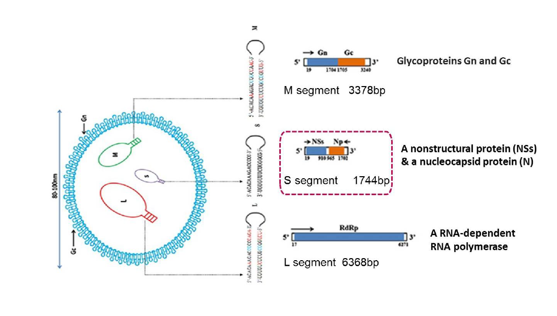 S, M, L segment 로 이루어진 SFTS 바이러스의 유전자 구조
