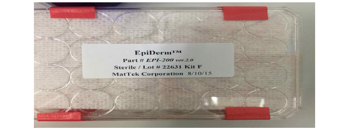 1차 시험에 사용된 3D 인체피부세포조직 EPI-200-SIT