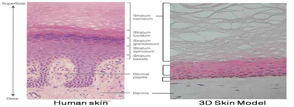 인체피부조직과 3D 인체피부모델의 조직학 비교