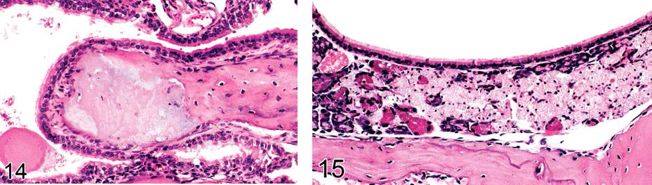 마우스, 비갑개 괴사(왼쪽), Steno’s glands 괴사(오른쪽), H&E