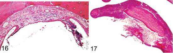 랫드, 후각상피 궤양(왼쪽), 비갑개 염증 및 궤양, H&E