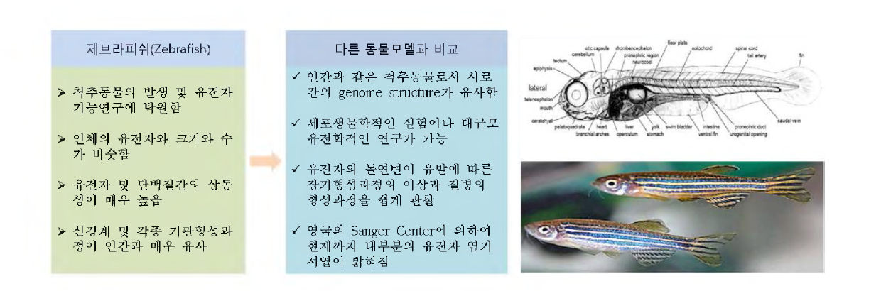 Reason for selection of zebrafish as experiment species