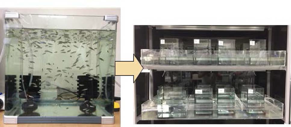 Experimental framework of POP exposure in zebrafish