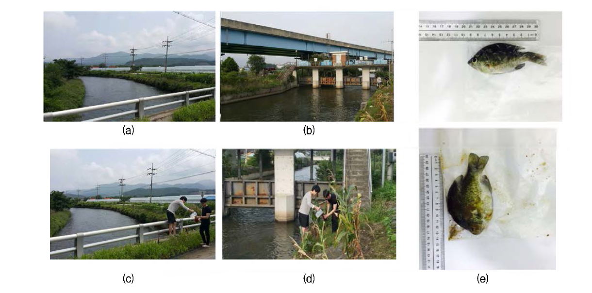 1st sampling of the area No. 1 of concern about POP contamination at Geum river