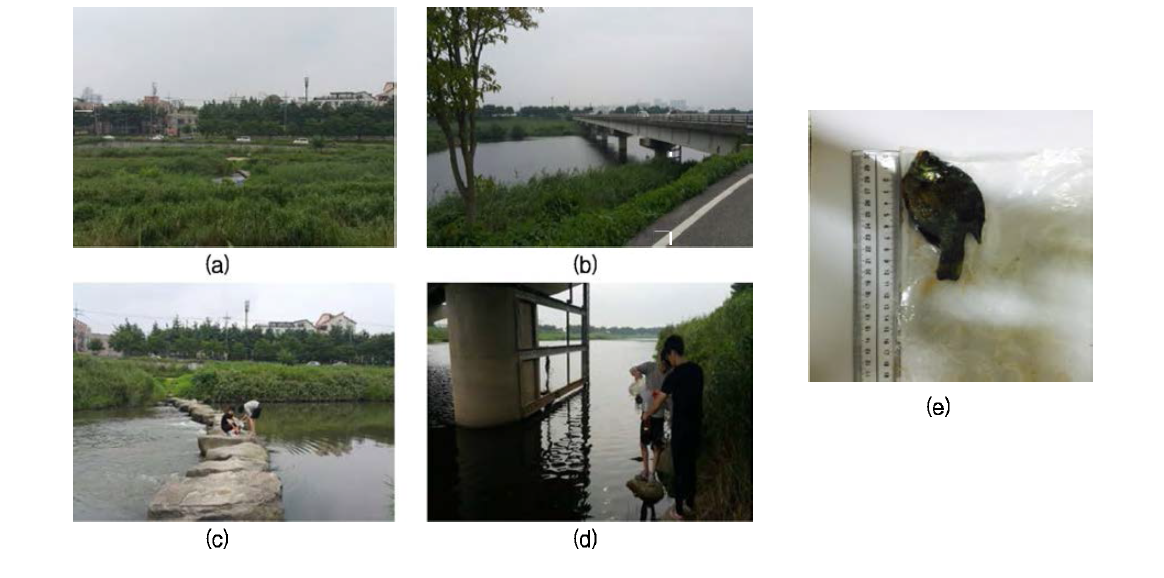 1st sampling of the area No. 2 of concern about POP contamination at Geum river