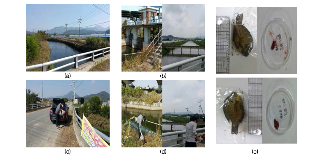 2nd sampling of the area No. 1 of concern about POP contamination at Geum river