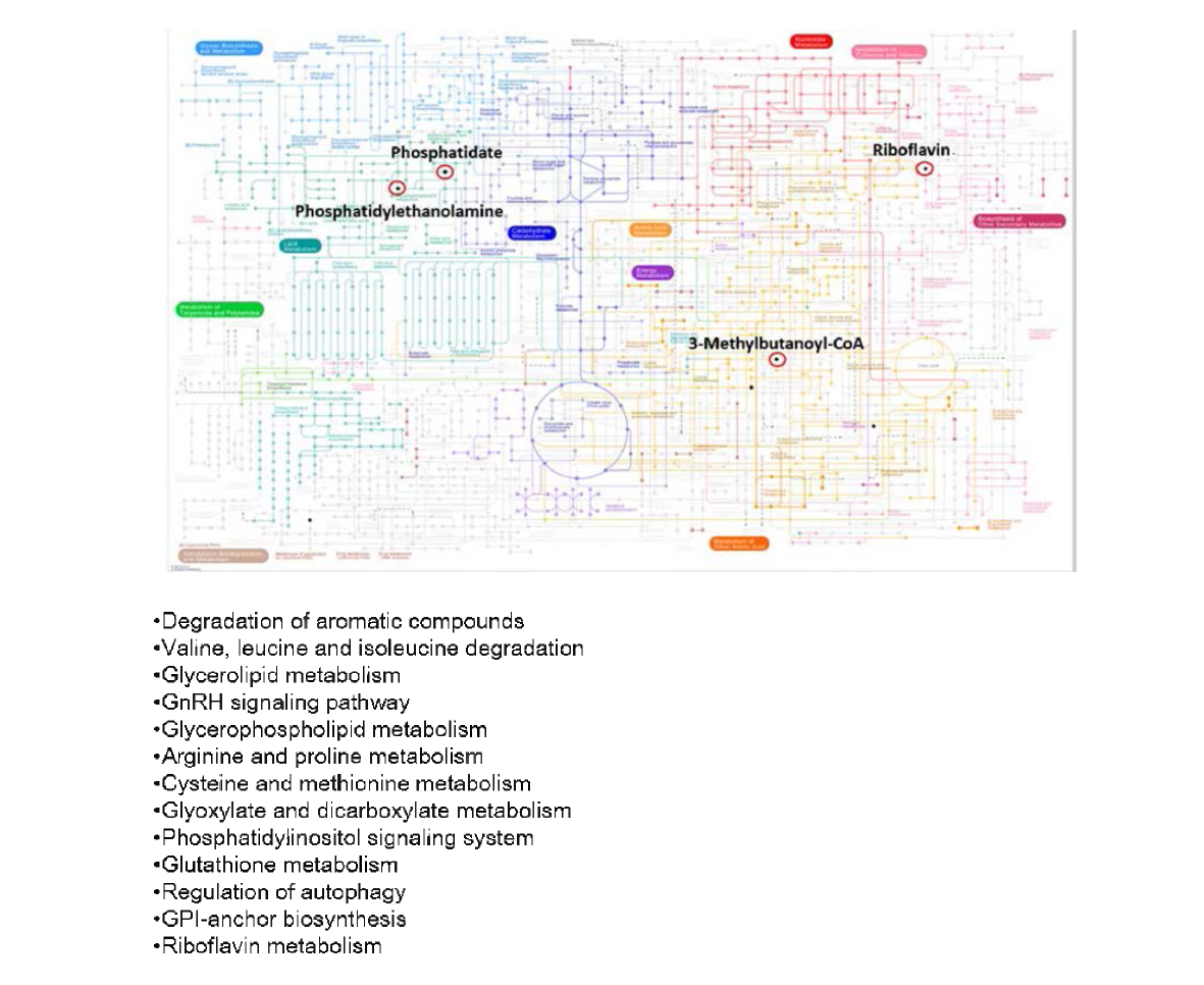 Pathway analysis of metabolites potentially affected in the metabolism of zebrafish after PFOA expos니re 니sing Kyoto Encyclopedia of Genes and Genomes