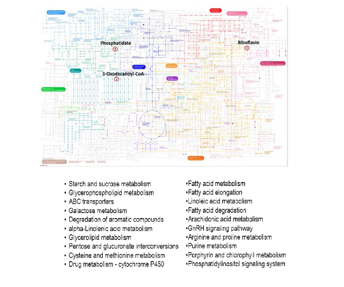Pathway analysis of metabolites potentially affected in the metabolism of zebrafish after PFOS expos니re 니sing Kyoto Encyclopedia of Genes and Genomes