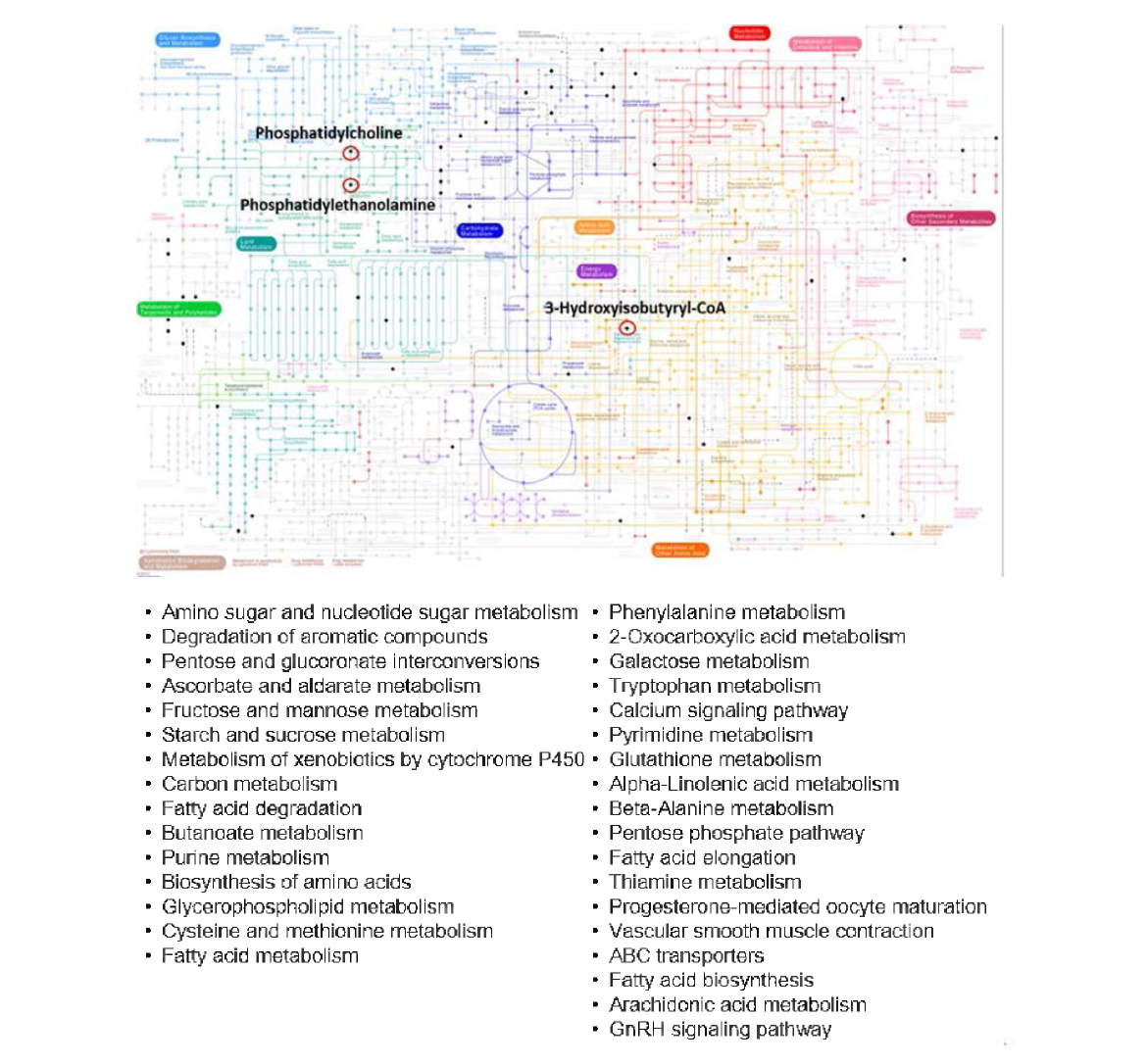 Pathway analysis of metabolites potentially affected in the metabolism of zebrafish after HBCD expos니re 니sing Kyoto Encyclopedia of Genes and Genomes