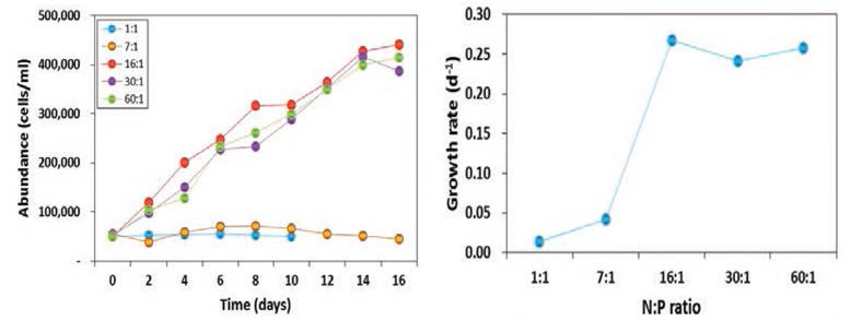 Effects of N/P ratio on growth (left) and growth rate(right) of Microcystis aeruginosa