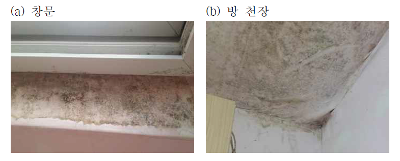 Occurrence of fungi in house-Case III