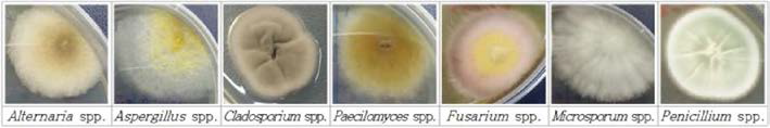Identification of fungi from bioaerosol belongs to regular monitoring.