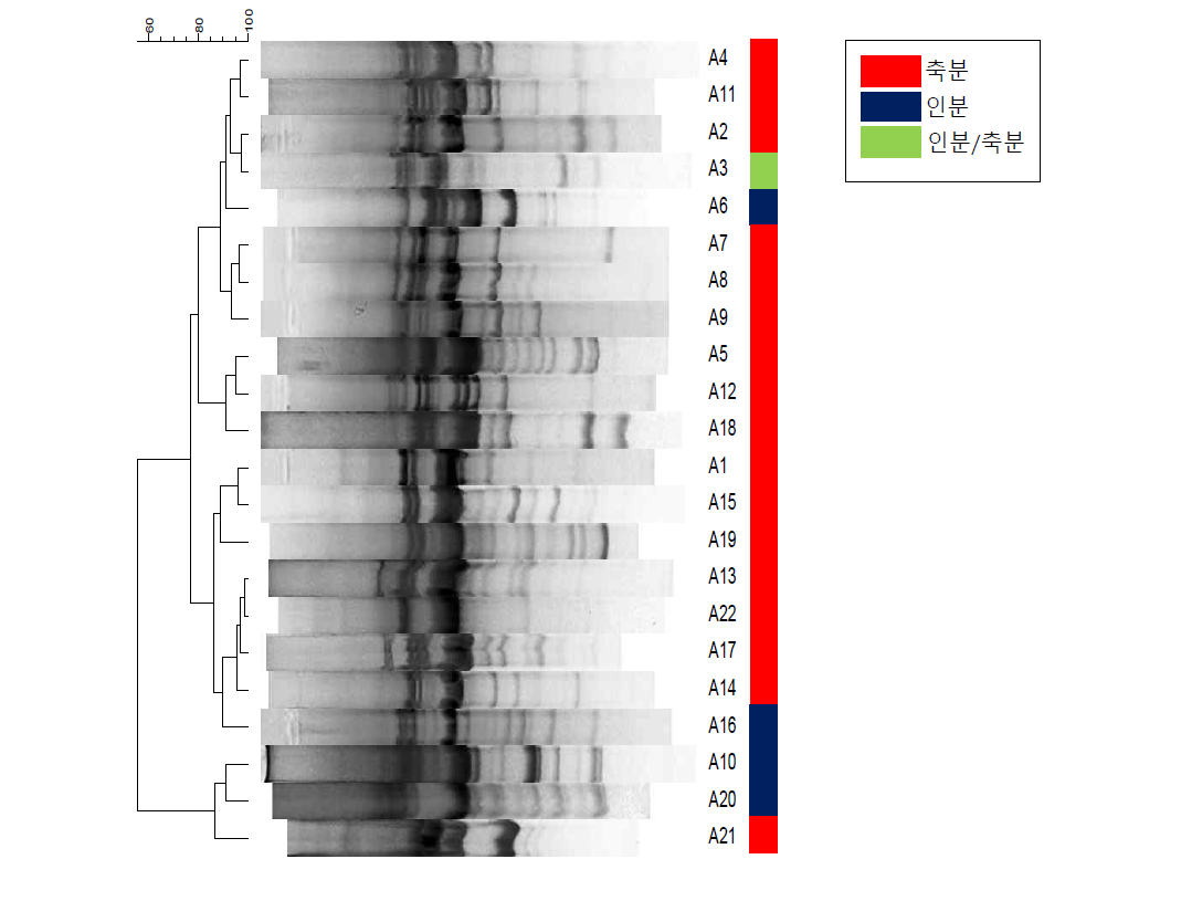 인분과 축분에서 분리한 대장균의 fingerprint library