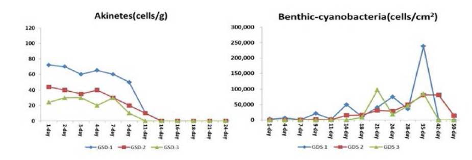 Akinete and bentic cyanobacteria biomass each for sediment culture column.