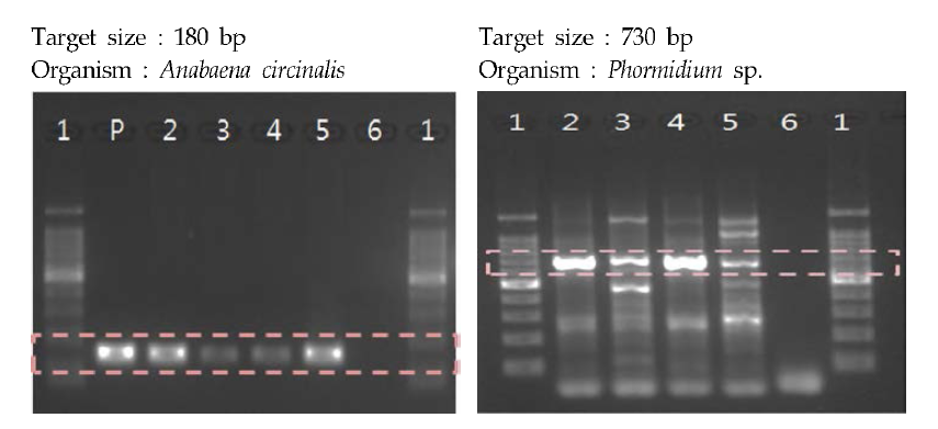 티 ectrophoresis for detection of geosmin gene in Cyanobacteria (line 1, 100 bp DNA Ladder; line P. Positive control; line 2, TB-con; line 3, TB-1; line 4 ,TB-2; line 5, TB-3; line 6, Negative control).