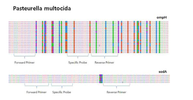 Domain of primer and probe for detection of Pasteurella multocida.