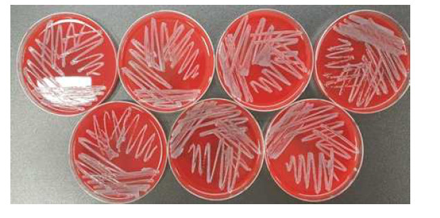 Isolations of Salmonella on blood agar plates