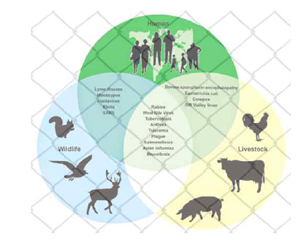 Common spaces and shared activities of human and animals