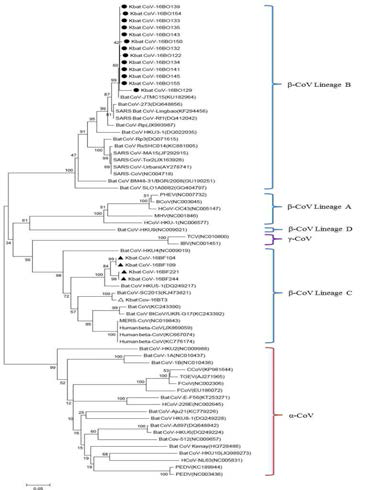 Phylogenetic tree constructed from 392-nt RdRp sequences of Korean bat coronaviruses detected in this study and from other coronaviruses. Phylogenetic trees were constructed by using the neighbor joining method and bootstrap values were determined by 3000 replicates. The scale bar shows the estimated genetic distance of these viruses. ●: Sequences from oral swabs, ▲: Sequences from fecal samples, △: Sequences from carcass.