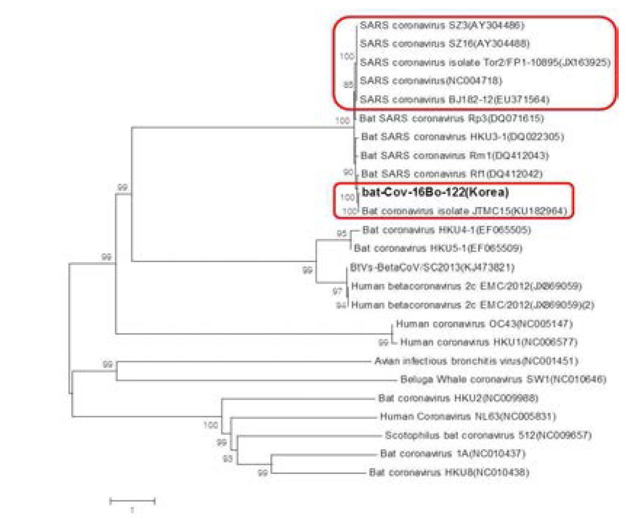 Phylogenetic trees based on complete sequences constructed from Korean bat coronavirus sequences detected in this study and from other coronaviruses