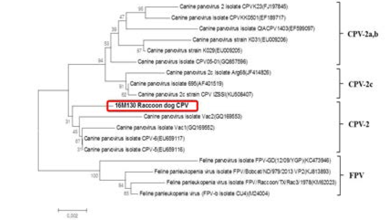 Phylogenetic tree of complete VP2 gene of canine parvoviruses