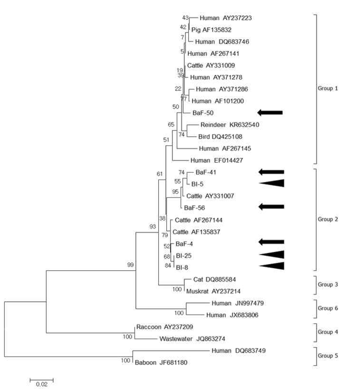 Phylogenetic relationships among Enterocytozoon bieneusi isolates according to Intestine 40 3 (7.5%) 0 0 the neighbor-joining analysis of ITS region. E. bieneusi ITS sequences obtained from bat feces and intestines are marked with arrows and arrowheads, respectively.