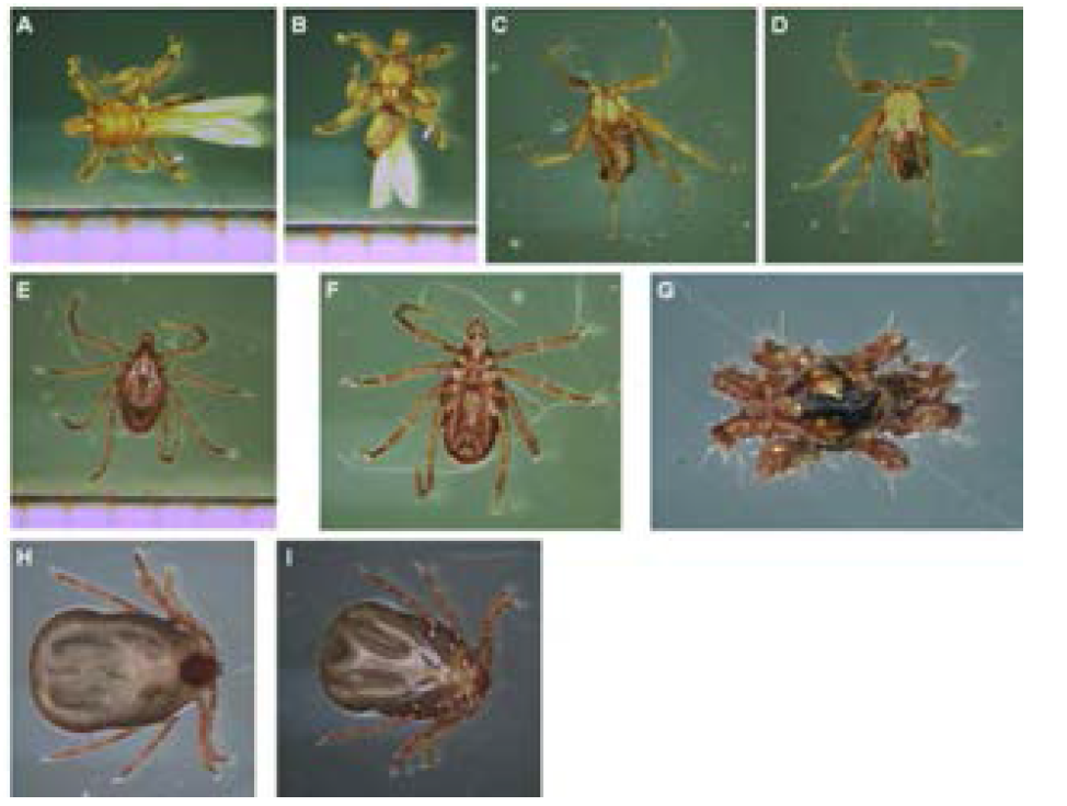 Ectoparasites that infested bats. (A) Megastrebla gigantea, dorsal view. (B) Megastrebla gigantea, ventral view. (C) Stylidia biarticulata, dorsal view. (D) Stylidia biarticulata, ventral view. (E) Tick, dorsal view. (F) Tick, ventral view. (G) Mite (H) Tick, dorsal view. (I) Tick, ventral view.