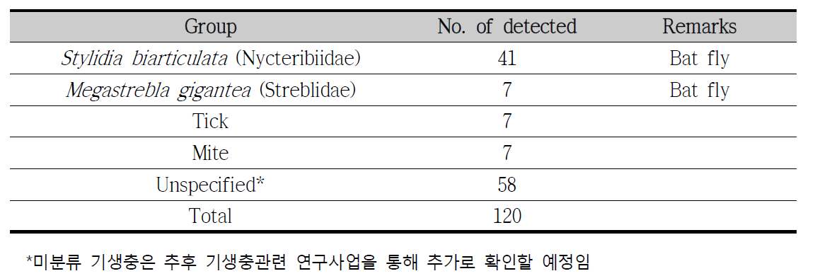 Species identification of ectoparasites collected from bats under microscopy