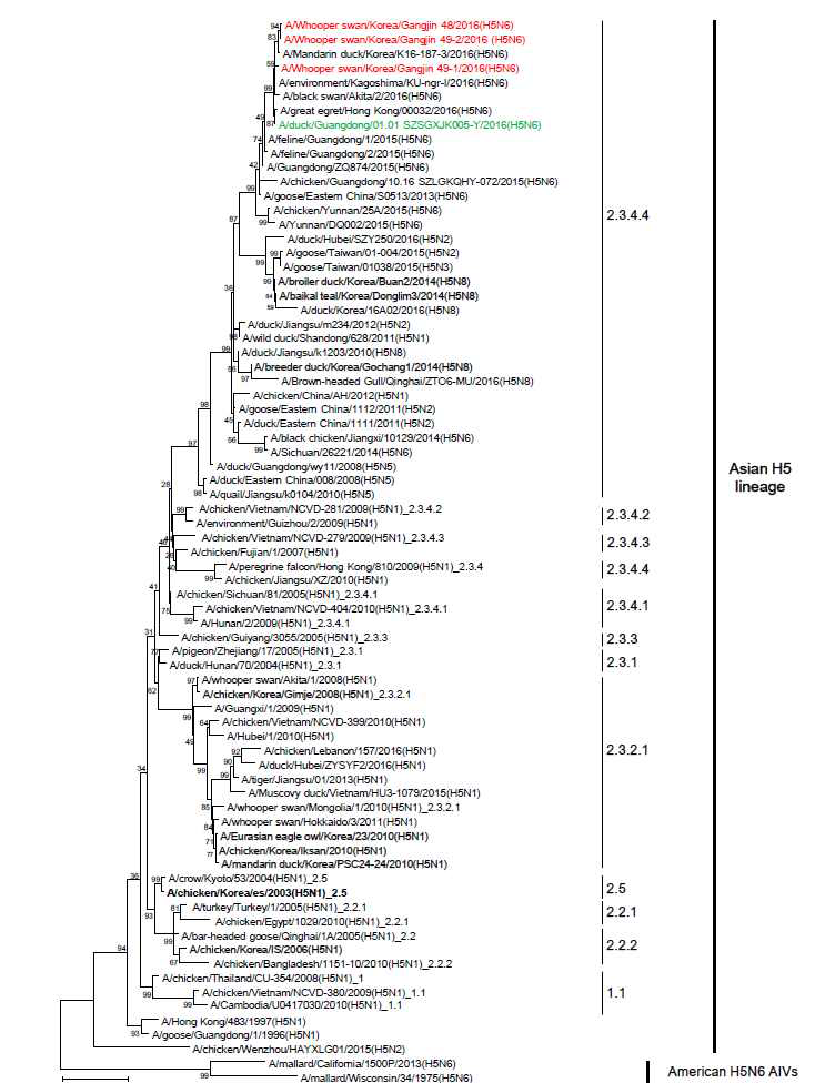 Phylogenetic tree of HA genes of H5N6 isolated from whooper swans