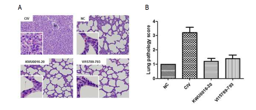 Pathological changes(A) and inflammatory scoring(B) from beagle exposed to AIVs