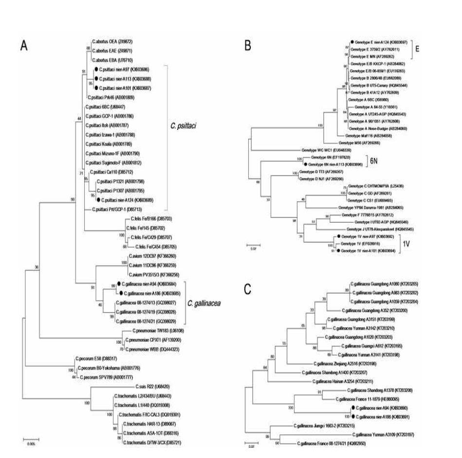 Phylogeny of Chlamydia spp. and ompA gene.