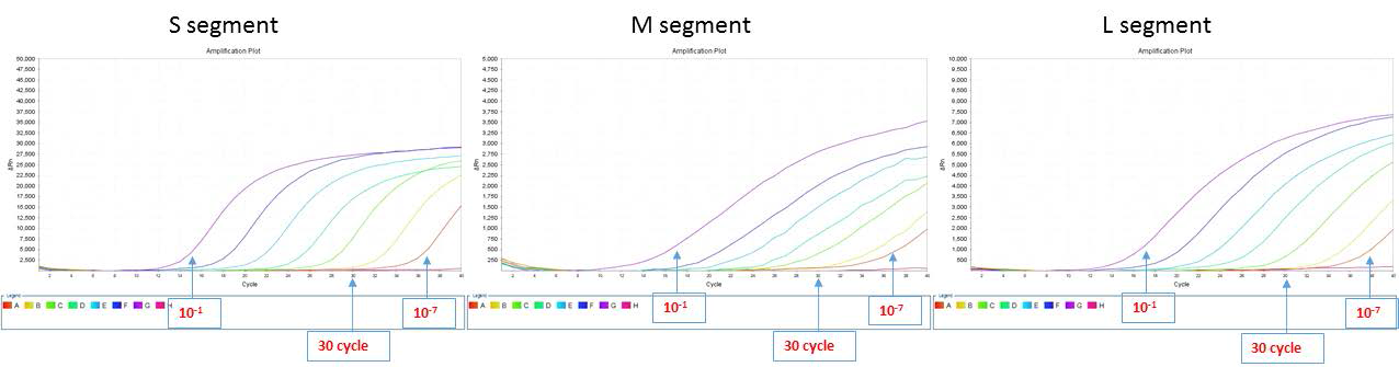 SFTSV 양성 샘플에서 바이러스 유전자 각 분절(S, M, L)의 유전자 증폭.
