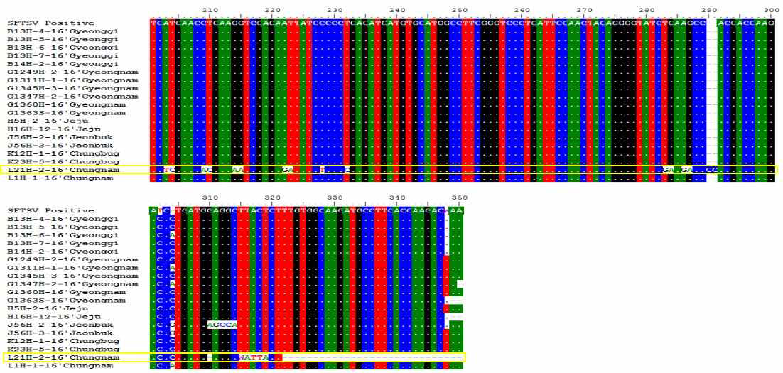 한국, 일본, 중국에서 분리된 SFTS 바이러스와 혈청양성시료 및 진드기pool 양성시료의 S segment 일부의 DNA 염기서열 비교