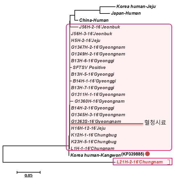 SFTS 바이러스 S segment의 nucleocapsid 단백질 일부의 DNA 염기서열을 기초로 한 양성검체의 계통발생학적인 관계(neighbor-hood joining)