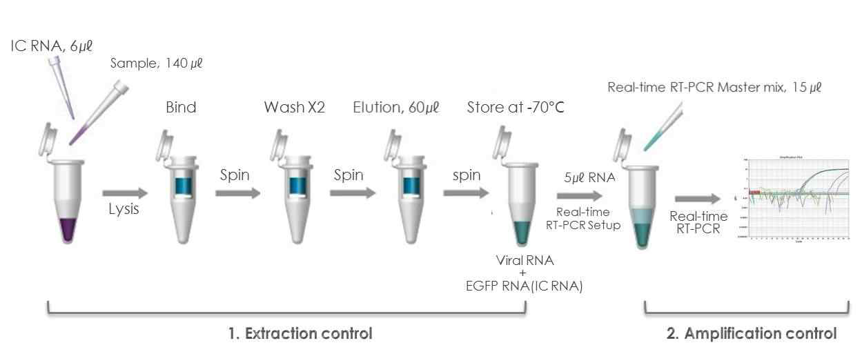 SFTS 바이러스 유전자 진단법의 신뢰도를 높이기 위한 시료 준비과정. 혈청 및 참진드기 pool시료와 함께 internal control로 EGFP RNA첨가, viral RNA추출, Duplex One-Step Real-Time RT-PCR