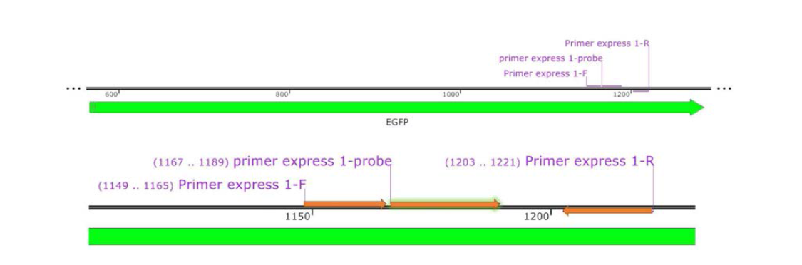 SFTS 바이러스 유전자의 정확한 진단을 위해 구축한 duplex system에서 internal control로 사용된 EGFP의 특이적인 primer와 probe 위치