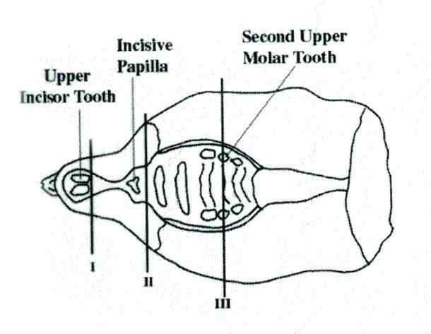 Sections for histological examination of nasal cavity.